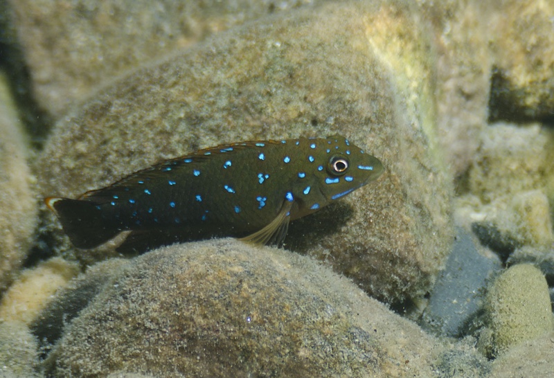 Tanganicodus sp. 'kavalla' Rubumba